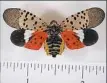  ??  ?? Adult spotted lanternfly