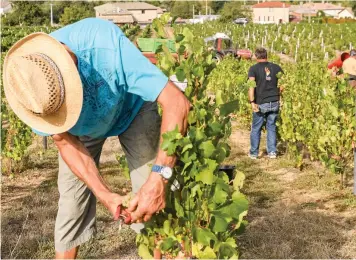  ?? (SIPA) ?? Harvest of red grapes in the Beaujolais vineyard, Cercié, France, 2017.