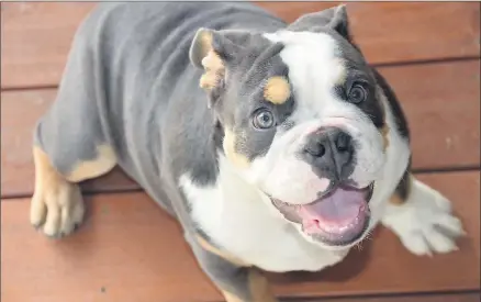  ??  ?? Happy boy . . . Puppy Enzo is growing before his owners’ eyes. breathing disorders because of their flat faces and short noses. Do you worry about the breathing?