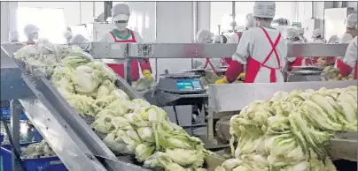  ?? AP PHOTO ?? Workers prepare kimchi on the production line at the Ryugyong Kimchi Factory on the outskirts of Pyongyang, North Korea.