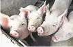  ??  ?? Pigs could be heart donors