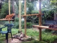  ?? DANIELLE BAYS VIA AP ?? This June 2017photo provided by Danielle Bays shows her cats playing in a “catio” in Washington, D.C. To protect bird population­s, as well as the cats that prey on them, both bird and cat experts urge cat owners to keep their felines indoors, on leashes or in “catios.”