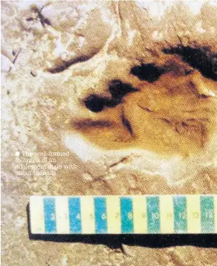  ??  ?? The well-formed footprint of an adolescent male with uncut toenails