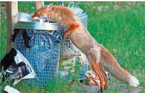  ?? FOTO: DPA/STEPHANIE PILLICK ?? Ein Fuchs sucht Nahrung in einer Abfalltonn­e in der Stadt. Füchse fressen auch Ratten gern, die in der Stadt leben.