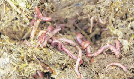  ??  ?? Steve Mcbride, who lives in rural Newfoundla­nd, says as far as the mistakes people make with composting, is thinking you can go at it without worms. The worms, like these red wriggers, are your workers, so they do the work you would be doing yourself if they weren't there, including aeration and aiding decomposit­ion.