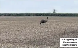  ??  ?? A sighting of the emu near Stanton Drew