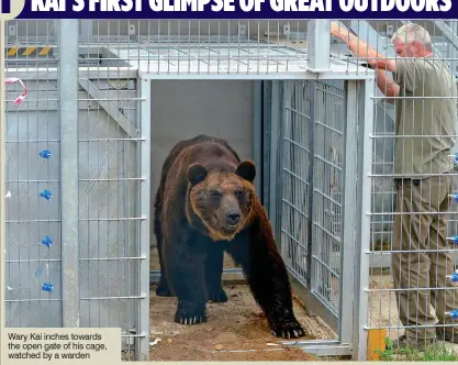  ??  ?? Wary Kai inches towards the open gate of his cage, watched by a warden