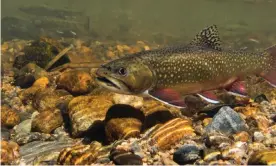  ?? European settlers. Photograph: Charlie Summers/NPL ?? Native to eastern America, the brook trout was brought to western US waterways by