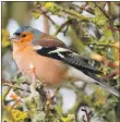  ?? Photograph: Dennis Morrison ?? Chaffinch very common seen in all but two gardens and the second highest number of birds seen.