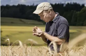  ??  ?? RåG I RYGGEN. Johan Eklund granskar den råg som ska omvandlas till Fazers Reissumies-bröd (rågkusar).