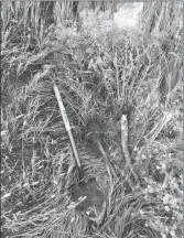  ??  ?? A shovel next to recently dug up baby’s breath. The roots of baby’s breath can grow up to 4 meters deep, but by digging at least six inches below the crown, the plant should not regrow.