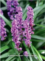  ??  ?? Liriope muscari ‘Royal Purple’.