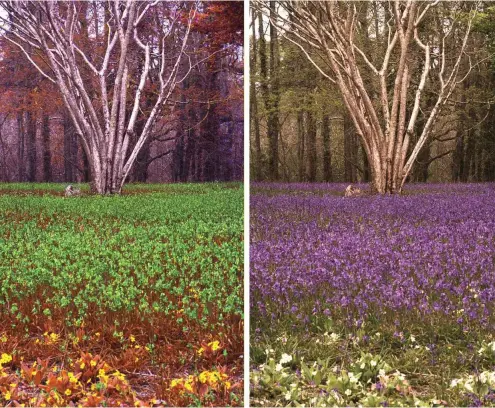  ?? Fotos: University of Queensland ?? Die gleiche Wiese am Waldrand – links durch die Augen einer Biene, rechts der menschlich­e Blick.