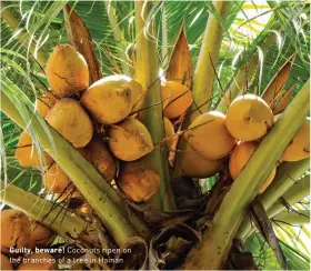  ??  ?? Guilty, beware! Coconuts ripen on the branches of a tree in Hainan