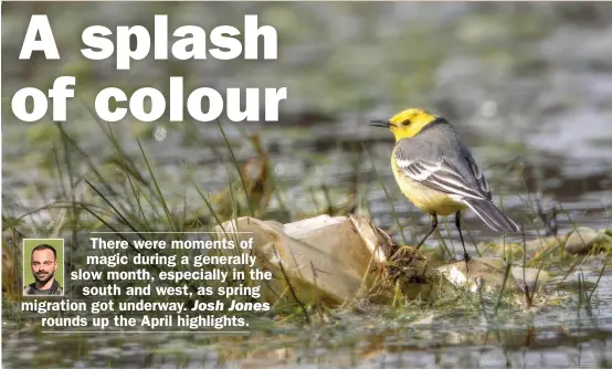  ??  ?? This smart male Citrine Wagtail paid a visit to Lynemouth Flash in Northumber­land for two days from 2nd.