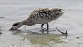  ?? Photo: AHSA ?? Marbled teal