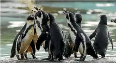  ?? GETTY IMAGES ?? An interestin­g New Year’s resolution rebrand penguins from birds that can swim to fish that can walk?