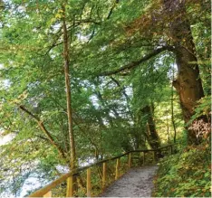  ?? ?? Schon zu Beginn der Tour führt der Weg in den Neuburger Auwald hinein. Von den kleinen Pfaden aus gibt es einiges zu bestaunen.