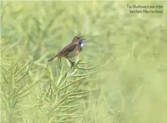  ??  ?? This Bluethroat is one of the best birds Mike has found