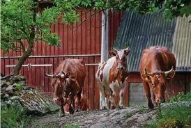  ?? Bild: PETER GERDEHAG ?? OVANLIGA. Korna finns inte kvar på gården i Djurarp, men en uppstoppad ko från gården visas på Länsmuseet i Varberg.