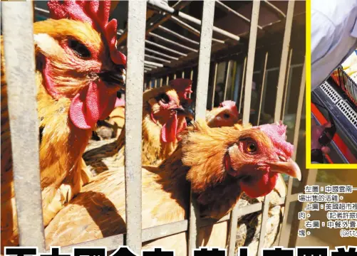  ??  ?? 左圖：中國雲南一處家禽市場­出售的活雞。 (路透)
上圖：美國超市裡的冷凍雞肉。 (記者許振輝／攝影)
右圖：中餐外賣店的炸雞塊。 (Getty Images)