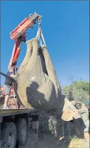  ??  ?? A rescued elephant is sedated and hoisted onto a transport crate by a crane