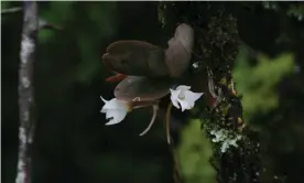  ?? Photograph: Johan Hermans/RBG Kew ?? Aerangis bovicornu, a ‘ghost’ orchid that grows in complete darkness.