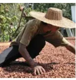  ?? FOTO BELGA ?? Cacaobonen liggen te drogen in de zon in Bolivia.