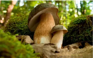  ?? ?? The penny bun mushroom features a bulbous stem as big as the cap, which looks like a soft bread roll