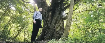  ??  ?? Mayor Drew Dilkens stands next to a 200-year-old bur oak on Peche Island, home to many impressive trees.