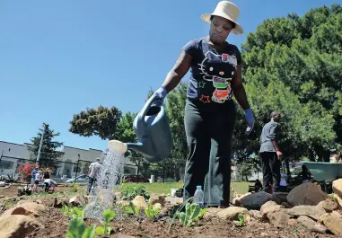  ?? PICTURE: DAVID RITCHIE ?? DIGNITY REGAINED: Tendai Vazhure waters newly planted seedlings. Dozens of volunteers came to help at the launch of the 1000m² inner city vegetable garden at Trafalgar High School in District Six.