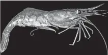 ??  ?? Pandalus borealis is the species of shrimp commonly harvested off the northeast coast of Newfoundla­nd and Labrador.