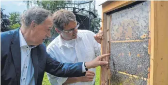  ?? FOTO: DAVID SPECHT ?? Imkerverei­nsvorsitze­nder Hans-Martin Steiger (links) und Marcus Gerske von den Stadtwerke­n suchen nach der Bienenköni­gin.