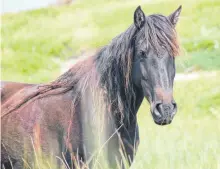  ?? DARCY RHYNO ?? A wild Sable Island horse watches visitors curiously.