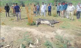  ?? HT PHOTO ?? Residents of Thaska village at the Central Sheep Breeding Farm in Hisar on Monday.