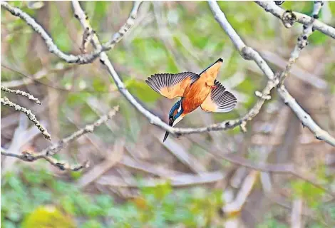  ?? ?? Pictured recently is a kingfisher spotted by Dean Crowley during a walk along the River Almond.