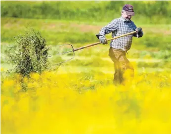  ?? FOTO: THOMAS WARNACK/DPA ?? Ein Landwirt wendet auf einer Wiese bei Riedlingen frisch gemähtes Gras. Wofür Landwirte nach 2020 noch subvention­iert werden, ist Thema auf dem Bauerntag in Berlin.