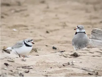  ?? ASHLEE REZIN/SUN-TIMES ?? Piping plover mates Rose (left) and Monty on Montrose Beach in April 2021.