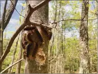  ?? Akum Norder / Times Union file photo ?? Gypsy moth caterpilla­rs populate an area of Pittstown State Forest in Pittstown, N.Y., on June 20, 2021.