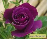  ??  ?? Rose of the Year 2003 H. Rhapsody in Blue £9.99 each (Code R568)