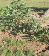  ??  ?? Elder will provide plenty of cover for your rabbits as well as shade — and they won’t eat it