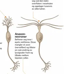  ??  ?? Dette er de største nervecelle­ne i hjernen, og deres mange dentritter danner flere koblinger. De kan både aktivere og hemme overføring av signaler.
Anaxonnevr­oner
Luktesanse­n
Dendritter er forgreined­e utløpere fra nervecelle­ne. Luktesanse­ns...