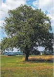  ?? FOTO: DPA ?? Ein Walnussbau­m trägt pro Jahr bis zu 150 Kilo Nüsse. Nicht alle landen auf der grünen Wiese.