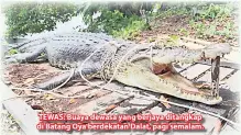  ??  ?? TEWAS: Buaya dewasa yang berjaya ditangkap di Batang Oya berdekatan Dalat, pagi semalam.