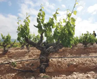  ??  ?? Below: vines at Bodegas Burgo Viejo