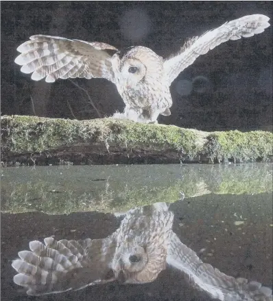  ??  ?? A tawny owl appears to look at its reflection in a small pond near Holme-On-Spalding-Moor, East Yorkshire, while out hunting to feed newborn chicks that hatched out last month. The photograph was taken by wildlife photograph­er Les Gibbon.