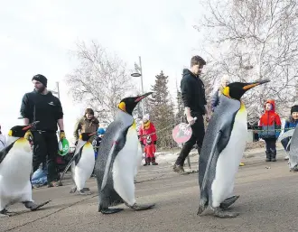  ?? JIM WELLS ?? King penguins take their daily penguin walk in front of visitors at the Calgary Zoo on Friday. The popular attraction happens at 11 a.m. each day and is in its seventh year.
