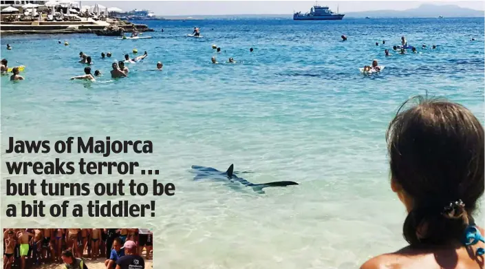  ??  ?? Run for it! The blue shark glides through shallows towards swimmers