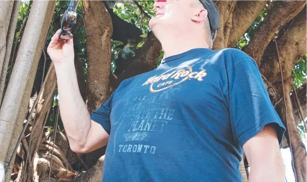  ?? Main picture: JUSTIN BRIERTY ?? ANIMAL INTEREST: German tourist Detlev Moritwitz checks out a tree that flying foxes have claimed as their home on Abbott St.