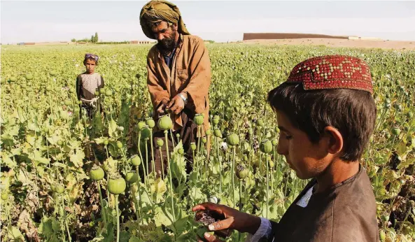  ?? FOTO: AFP ?? Afghanen ernten Opiumsaft in der Provinz Helmand. Der lukrative Anbau von Schlafmohn gilt vielen Bauern in dem weiter von Kämpfen erschütter­ten Land als die beste Überlebens­versicheru­ng.